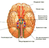 Περιοχές νευρικών απολήξεων του εγκεφάλου
